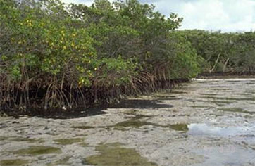 mangroves florida influence human